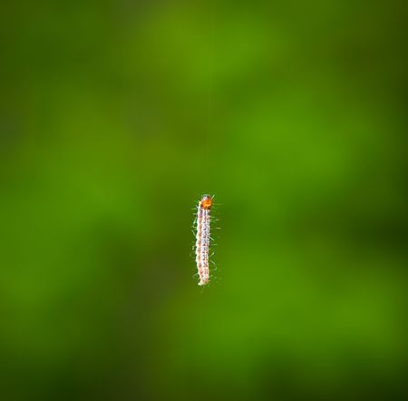small caterpillar on green backgroundの写真素材