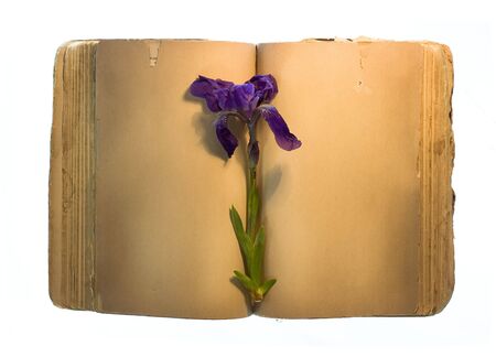 Old book and flower isolated on white.の写真素材