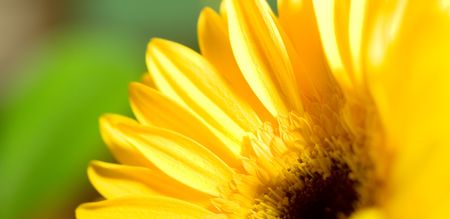 flowerの写真素材