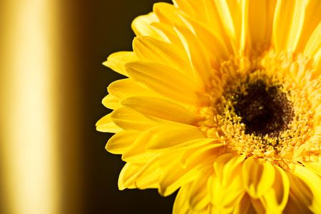 flowerの写真素材