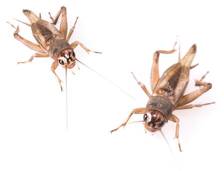Cricket beetle (gryllus assimilis) isolated on white background.
	