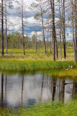 summer landscape: lake in the forest