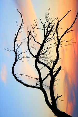 Branch of a tree and skyの写真素材