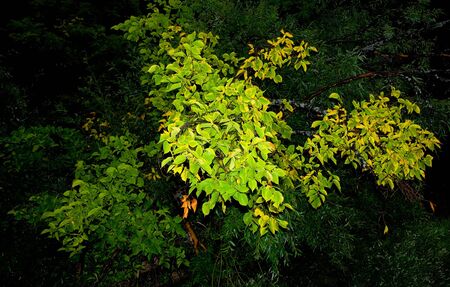 background of green leaves close-up