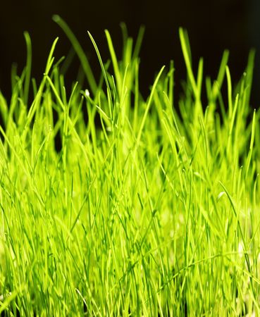 green grass close up backgroundの写真素材