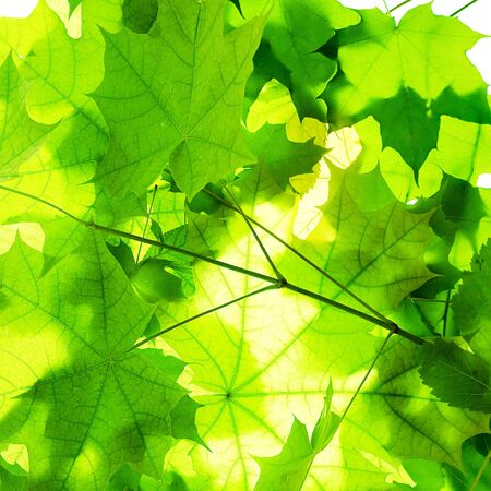 background of green leaves close-upの写真素材
