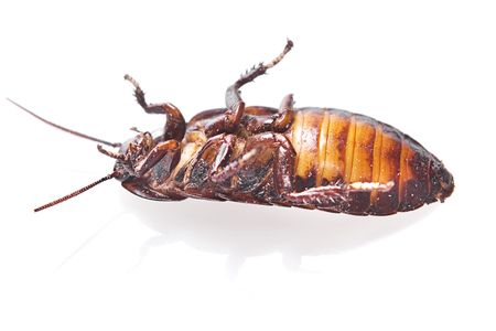 Cockroach isolated on white background.