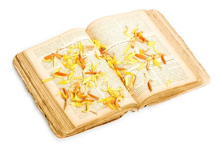 Daisy petalsの写真素材