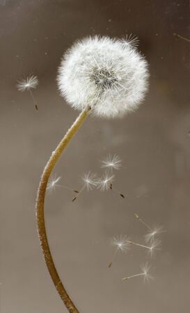 dandelion fluffの写真素材