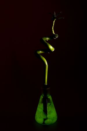 Plantの写真素材