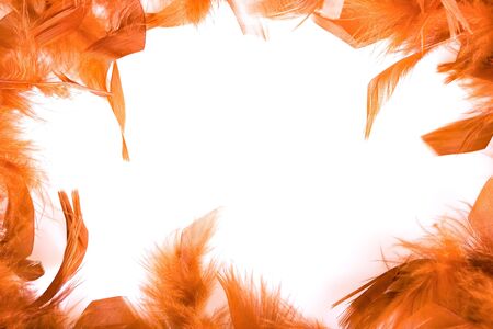 boa backgroundの写真素材