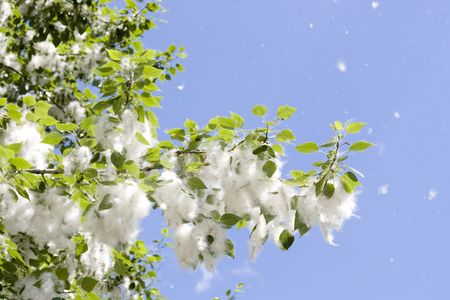 poplar fluffの写真素材