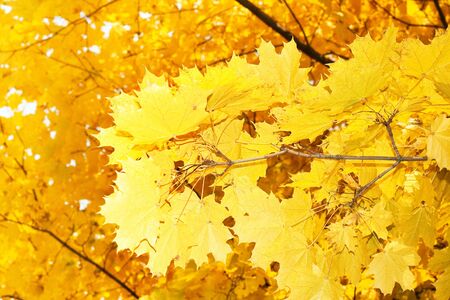 autumn walk... wow: excellent leaves background