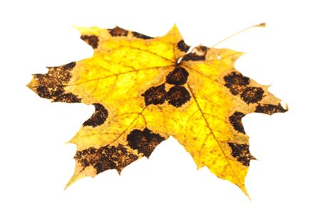 autumn leaves isolated on white background
