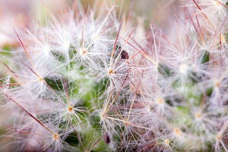 thorns of green cactus close-up