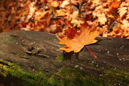 autumn forest sceneの写真素材