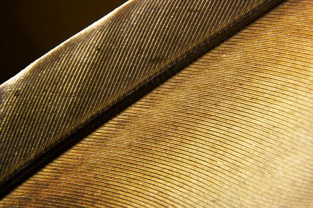 featherの写真素材