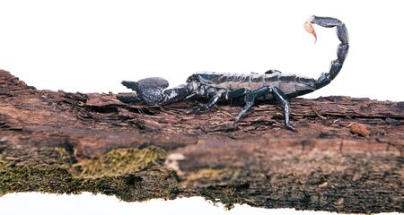 Scorpion isolated on white background.の写真素材