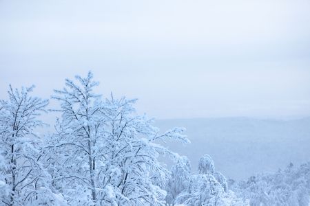 Winter trees covered with fresh snow.の写真素材