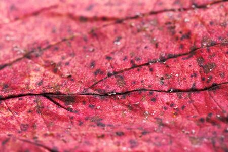 macro of red autumn leafの写真素材
