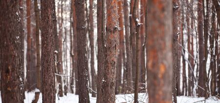 Scene in the cold winter forest.の写真素材