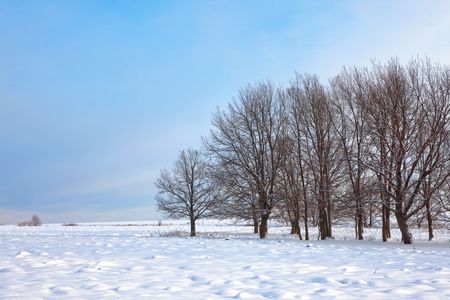 Winter morning scene with trees.の写真素材