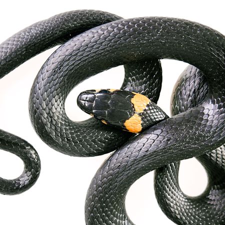 Snake isolated on white background.の写真素材