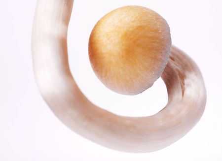 close-up of mushroomsの写真素材