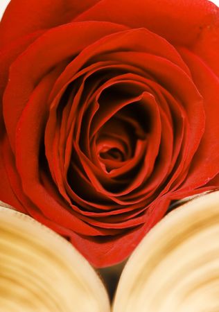 rose for valentine's dayの写真素材