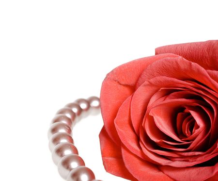 rose for valentine's dayの写真素材