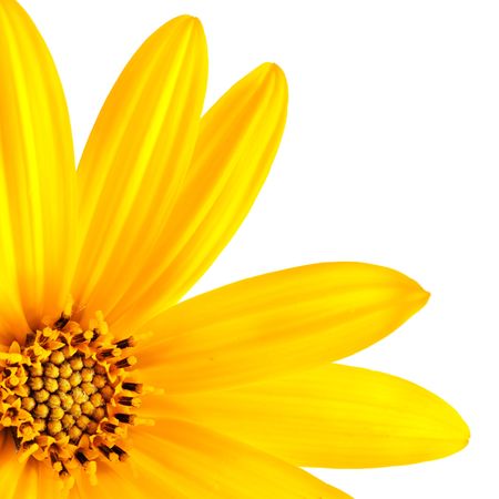 flowerの写真素材