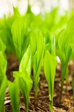 Close-up of fresh spring green grass.