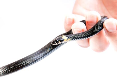 Snake in the hand isolated on white background.