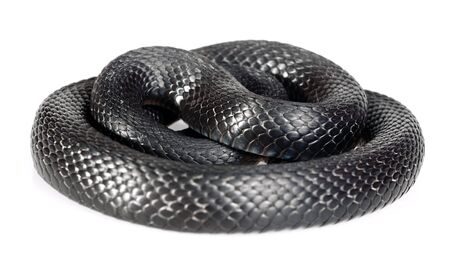 Snake in the hand isolated on white background.の写真素材