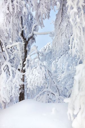 Winter の写真素材