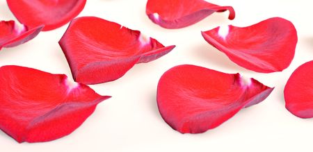 Red rose petals on white.