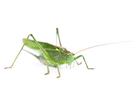 Locust isolated on white background.の写真素材