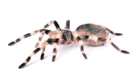 Spider isolated on white background.の写真素材