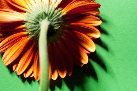 Gerber on green background.の写真素材