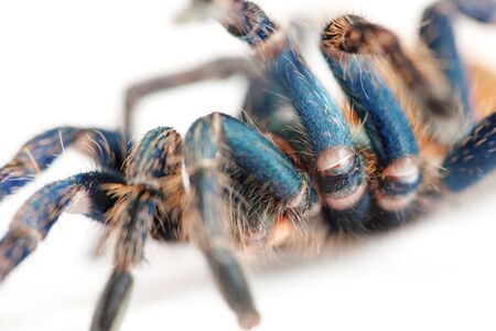 beautiful spider (chromatopelma cyaneopubescens, true colors)の写真素材