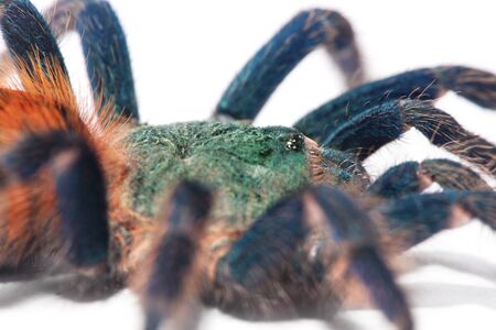 beautiful spider (chromatopelma cyaneopubescens, true colors)の写真素材