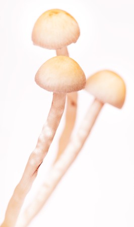 close-up of mushroomsの写真素材