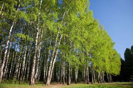 birch trees in a summer forestの写真素材