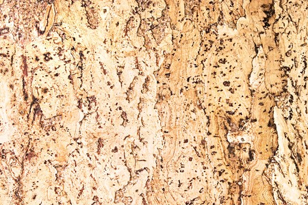 texture of the cork materialの写真素材