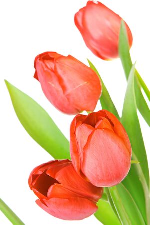 Beautiful tulips isolated on white background.の写真素材