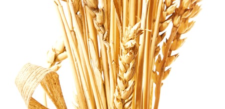 Golden wheat isolated on a white background.の写真素材