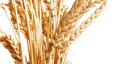 Golden wheat isolated on a white background.の写真素材