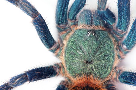 beautiful spider (chromatopelma cyaneopubescens, true colors)の写真素材