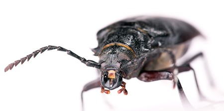 Beetle isolated on white background.の写真素材