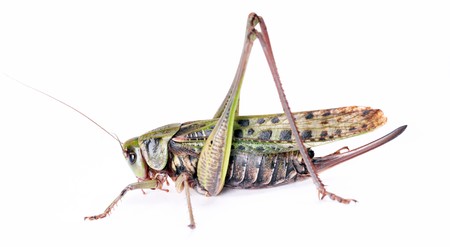 large beetle isolated on white backgroundの写真素材